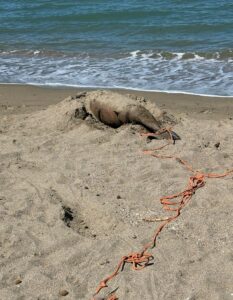 Delfino morto trovato sulla spiaggia: su litorale la macabra scoperta 1 Delfino morto trovato sulla spiaggia: su litorale la macabra scoperta 1
