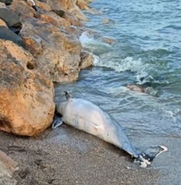 Delfino morto trovato sulla spiaggia: su litorale la macabra scoperta