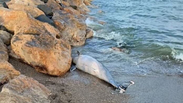 delfino cp Delfino morto trovato sulla spiaggia: su litorale la macabra scoperta