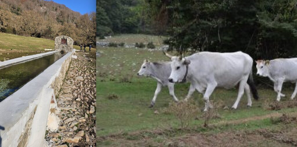 Monti Lucretili, 40 vacche selvatiche uccise a fucilate nel Parco: "Scene da far west" 2