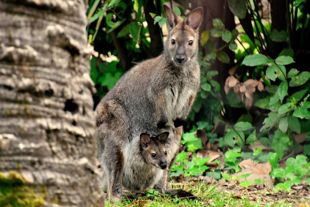 Una nuova vita al Bioparco di Roma: il cucciolo di canguro di Bennett debutta tra l'erba di Villa Borghese (VIDEO E FOTO) 1 Una nuova vita al Bioparco di Roma: il cucciolo di canguro di Bennett debutta tra l'erba di Villa Borghese (VIDEO E FOTO) 1