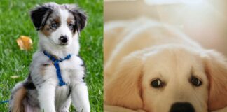 Un'occasione per registrare i propri animali e seguire un corso di primo soccorso veterinario