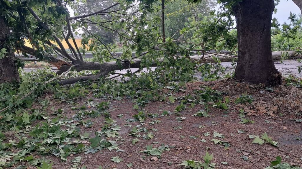 Cade un albero nel cortile di una scuola a Roma: tragedia sfiorata 3