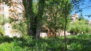 Da discarica a oasi di palude: il progetto di Wwf e Comitato di quartiere a Stella Polare 1 Da discarica a oasi di palude: il progetto di Wwf e Comitato di quartiere a Stella Polare 1