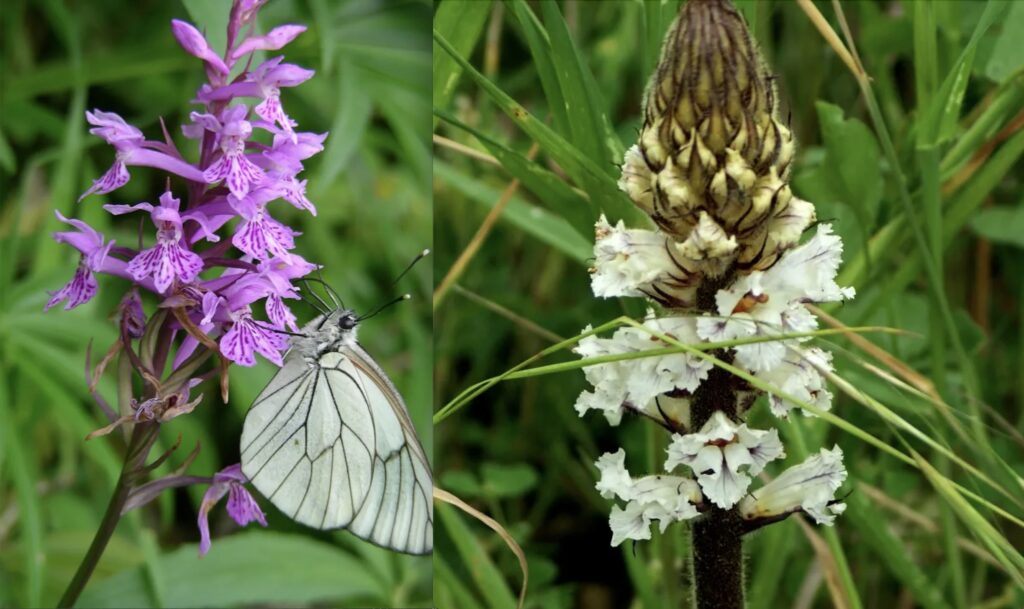 Alla scoperta delle orchidee selvatiche: un’escursione gratuita sui Monti Lucretili 1