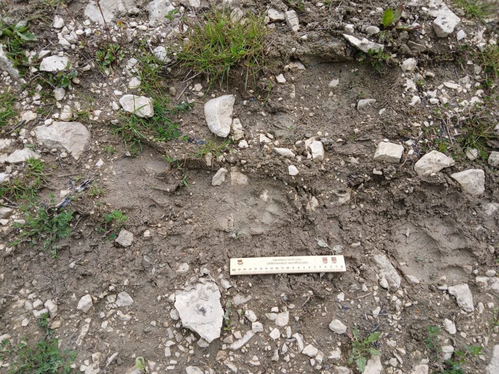 L’Orso Marsicano torna nei Monti Simbruini: nuove tracce nei boschi. Cosa fare in caso di incontro (VIDEO) 1 L’Orso Marsicano torna nei Monti Simbruini: nuove tracce nei boschi. Cosa fare in caso di incontro (VIDEO) 1