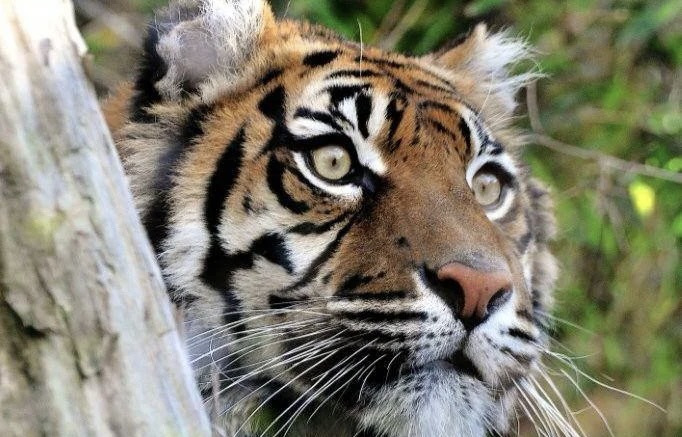 tigre-tila