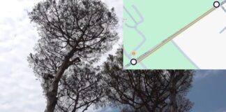 Chiude tratto di via di Castel Porziano per abbattimento alberi e potature: traffico e automobilisti in coda