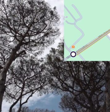 Chiude tratto di via di Castel Porziano per abbattimento alberi e potature: traffico e automobilisti in coda