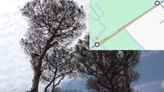 Chiude tratto di via di Castel Porziano per abbattimento alberi e potature: traffico e automobilisti in coda