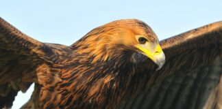 Eccezionale traguardo ecologico nel Parco Naturale Regionale dei Monti Lucretili: per il secondo anno consecutivo l'aquila reale si riproduce con successo