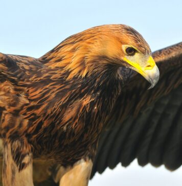 Eccezionale traguardo ecologico nel Parco Naturale Regionale dei Monti Lucretili: per il secondo anno consecutivo l'aquila reale si riproduce con successo