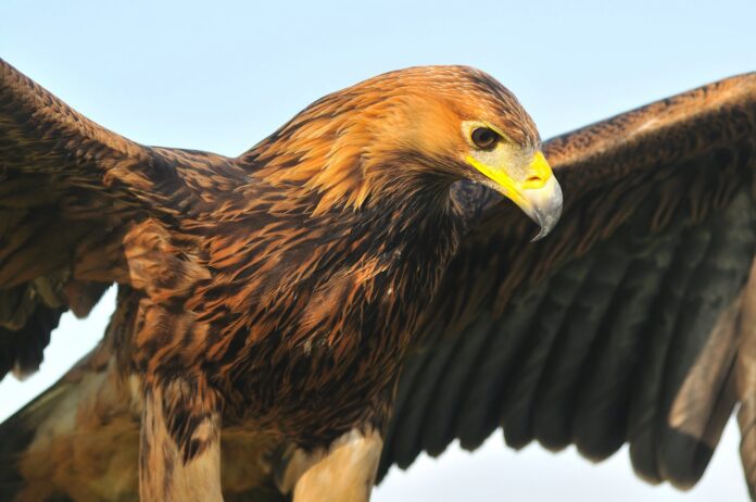 Eccezionale traguardo ecologico nel Parco Naturale Regionale dei Monti Lucretili: per il secondo anno consecutivo l'aquila reale si riproduce con successo