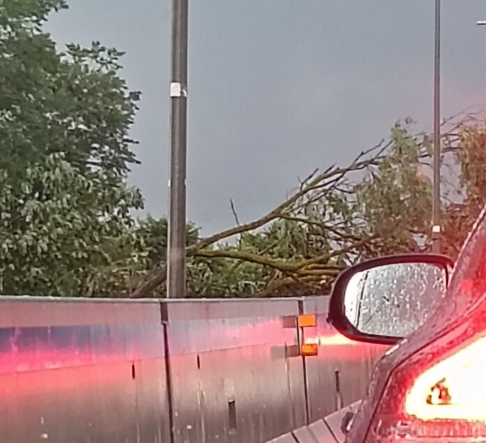tangenziale alberi in carreggiata