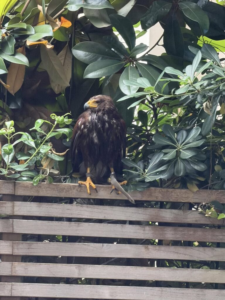 Giallo a Roma sud: un rapace "da falconiere" spunta nei giardini privati. È caccia al proprietario 2 Giallo a Roma sud: un rapace "da falconiere" spunta nei giardini privati. È caccia al proprietario 2