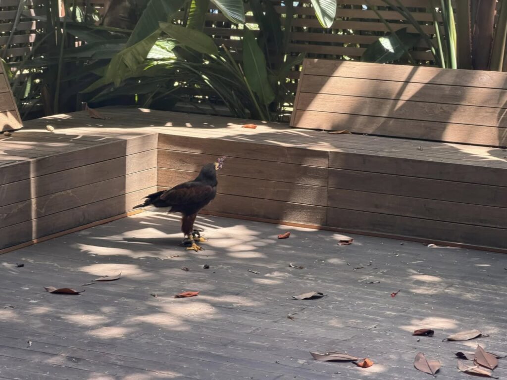 Giallo a Roma sud: un rapace "da falconiere" spunta nei giardini privati. È caccia al proprietario 1 Giallo a Roma sud: un rapace "da falconiere" spunta nei giardini privati. È caccia al proprietario 1
