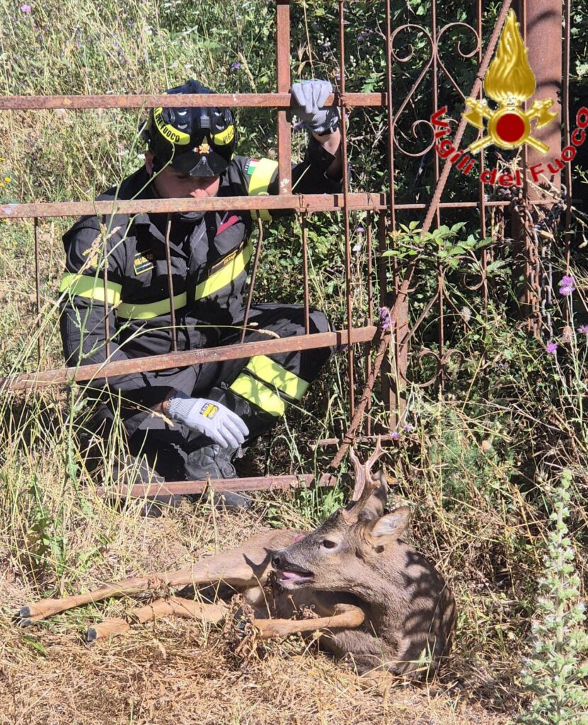 Vigili del Fuoco salvano un cucciolo di capriolo incastrato nel cancello 1