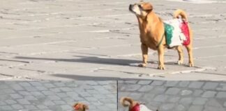 Briciola, ultima parata oggi 2 giugno: va in pensione la mascotte dei Carabinieri
