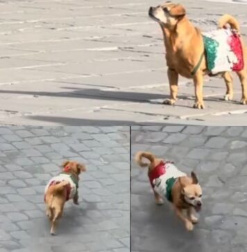 Briciola, ultima parata oggi 2 giugno: va in pensione la mascotte dei Carabinieri