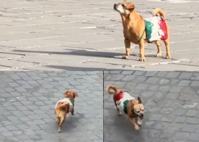 Briciola Briciola, ultima parata oggi 2 giugno: va in pensione la mascotte dei Carabinieri