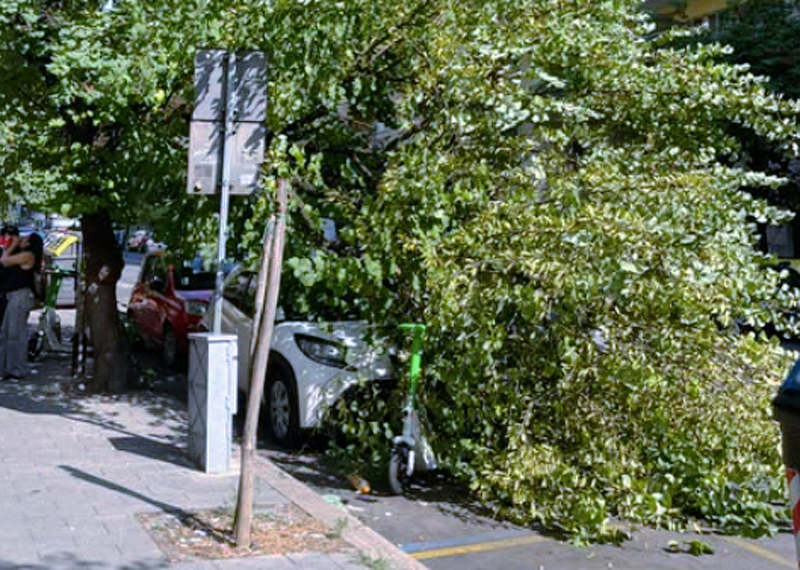 "Il verde pubblico cade a pezzi": denuncia all'Appio Latino dopo il nuovo crollo sui veicoli in sosta (FOTO) 1