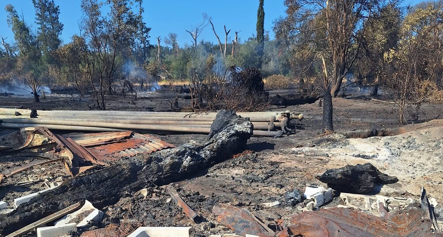 Il rogo che ha minacciato le abitazioni riporta l'attenzione sull'incuria cronica che devasta la pineta di Castel Fusano 