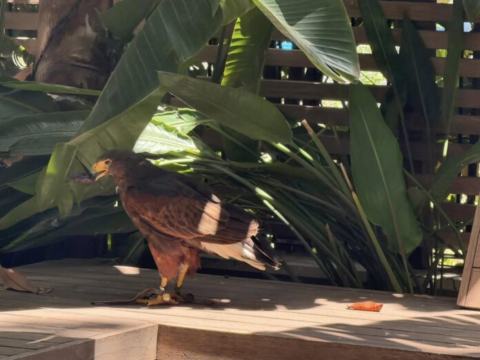 rapace-poiana