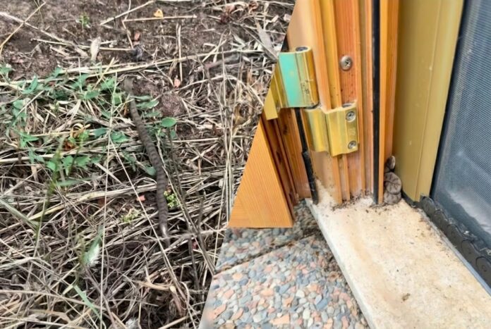 La vipera è stata trovata da un residente del centro "Le Rughe". Sul posto sono intervenuti i Carabinieri Forestali di Monterotondo e l'etologo Andrea Lunerti