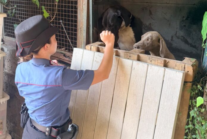 CASSIA - Dpl per maltrattamento animali (1)