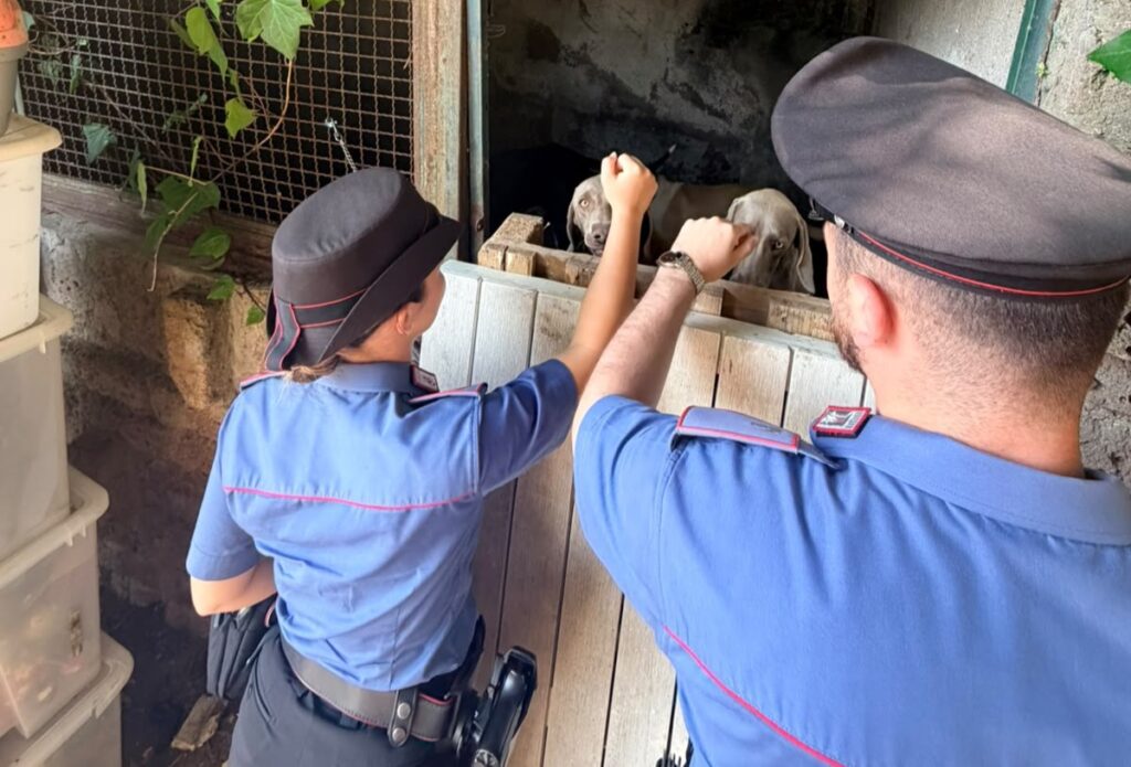 Tredici cani abbandonati sotto il sole cocente, cucce da incubo a Formello 1 Tredici cani abbandonati sotto il sole cocente, cucce da incubo a Formello 1