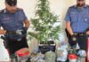 Marijuana e pianta di cannabis coltivata a casa: un arresto a Nettuno
