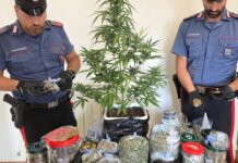 Marijuana e pianta di cannabis coltivata a casa: un arresto a Nettuno