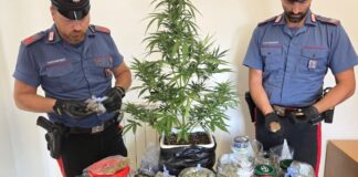 Marijuana e pianta di cannabis coltivata a casa: un arresto a Nettuno