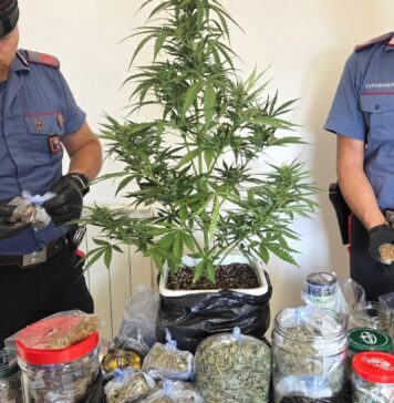 Marijuana e pianta di cannabis coltivata a casa: un arresto a Nettuno