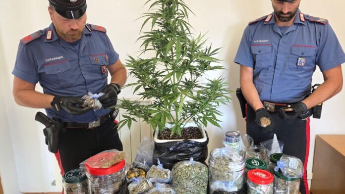 Marijuana e pianta di cannabis coltivata a casa: un arresto a Nettuno