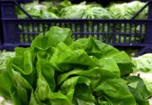 Epidemia di ciclosporiasi negli Usa, “infezioni causate da lattuga servita da Taco Bell”