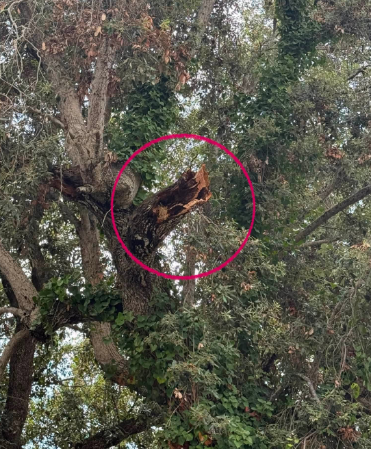 Cittadina sfiorata da caduta di albero pericolante a Fregene: "Comune intervenga con urgenza" 1