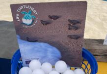 Una giornata gratuita dedicata alla salvaguardia della fauna marina e alla biodiversità del litorale romano. In programma laboratori per bambini e attività didattiche per riconoscere i nidi delle tartarughe marine con i volontari di Legambiente