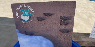 Una giornata gratuita dedicata alla salvaguardia della fauna marina e alla biodiversità del litorale romano. In programma laboratori per bambini e attività didattiche per riconoscere i nidi delle tartarughe marine con i volontari di Legambiente