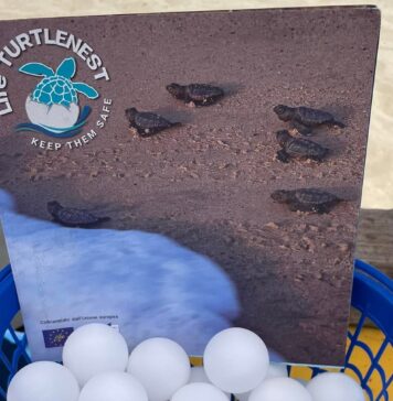 Una giornata gratuita dedicata alla salvaguardia della fauna marina e alla biodiversità del litorale romano. In programma laboratori per bambini e attività didattiche per riconoscere i nidi delle tartarughe marine con i volontari di Legambiente