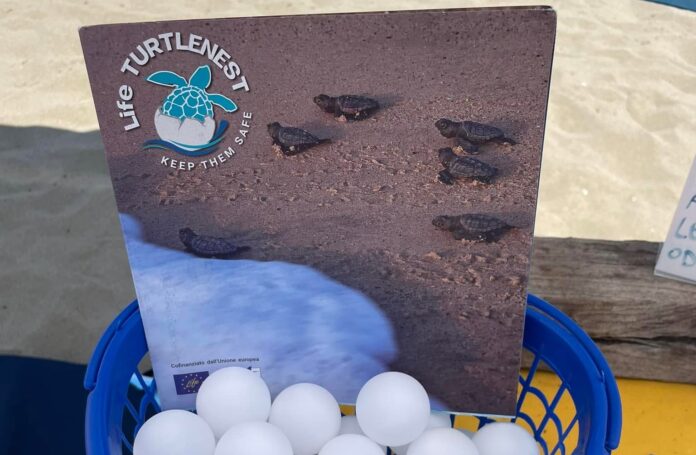 Una giornata gratuita dedicata alla salvaguardia della fauna marina e alla biodiversità del litorale romano. In programma laboratori per bambini e attività didattiche per riconoscere i nidi delle tartarughe marine con i volontari di Legambiente