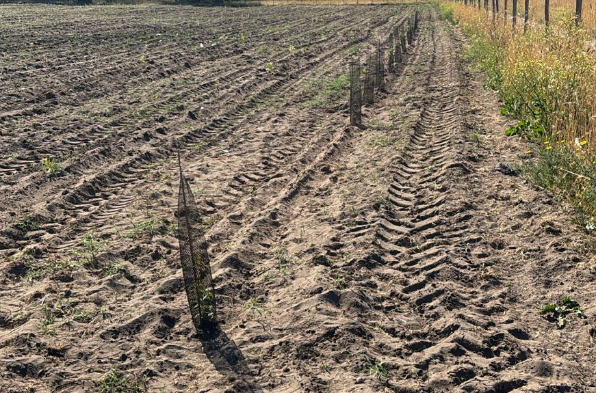 Forestazione PNRR sul litorale romano, WWF, LIPU e Legambiente denunciano gravi criticità 2