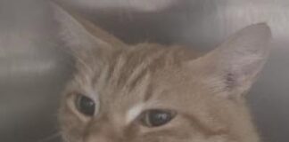 Il felino accudito dai residenti è stato trovato agonizzante. Inutili i tentativi dei veterinari. Indagano le Guardie Zoofile dell'Oipa che lanciano un appello a chiunque abbia visto qualcosa sul caso del gatto ucciso a Roma