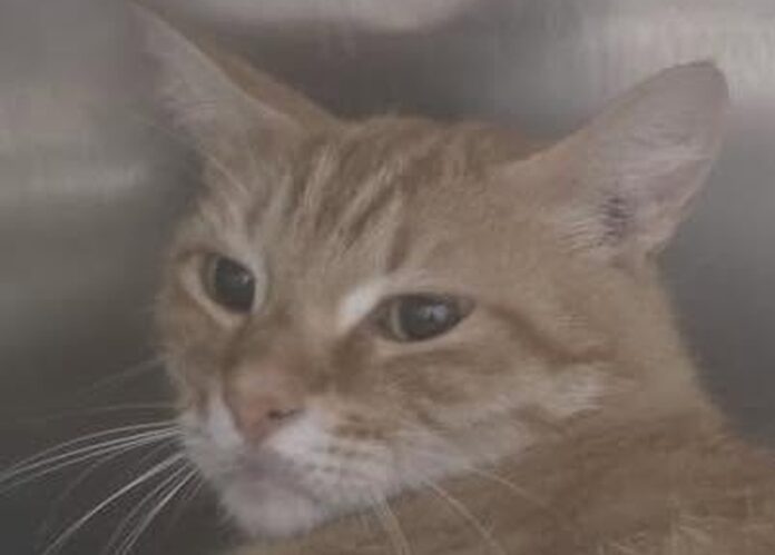 Il felino accudito dai residenti è stato trovato agonizzante. Inutili i tentativi dei veterinari. Indagano le Guardie Zoofile dell'Oipa che lanciano un appello a chiunque abbia visto qualcosa sul caso del gatto ucciso a Roma