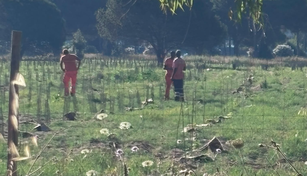 Forestazione PNRR sul litorale romano, WWF, LIPU e Legambiente denunciano gravi criticità 1