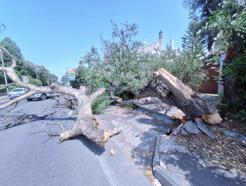 Roma e Litorale sferzati dal vento forte: il bilancio dei danni tra pali crollati sulle auto e alberi sradicati (FOTO) 1