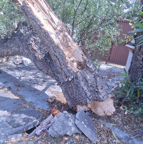 Roma e Litorale sferzati dal vento forte: il bilancio dei danni tra pali crollati sulle auto e alberi sradicati (FOTO) 2
