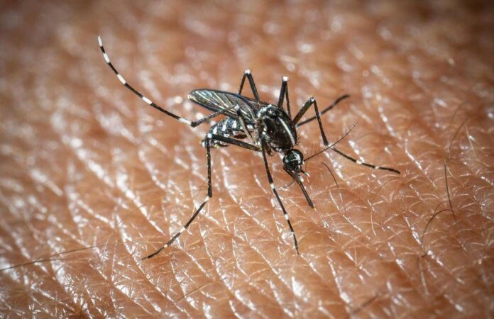 West Nile a Oristano, morta un’altra persona: è la quarta vittima del virus nella provincia