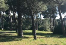 Il Comune di Fiumicino ordina il taglio immediato di 40 alberi per motivi di sicurezza. Area chiusa per un mese, poi partirà il piano di reimpianto