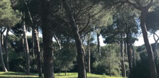 Il Comune di Fiumicino ordina il taglio immediato di 40 alberi per motivi di sicurezza. Area chiusa per un mese, poi partirà il piano di reimpianto